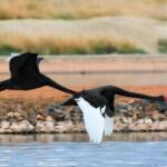 Black Swans (Cygnus atratus), Alice Springs Sewage Ponds