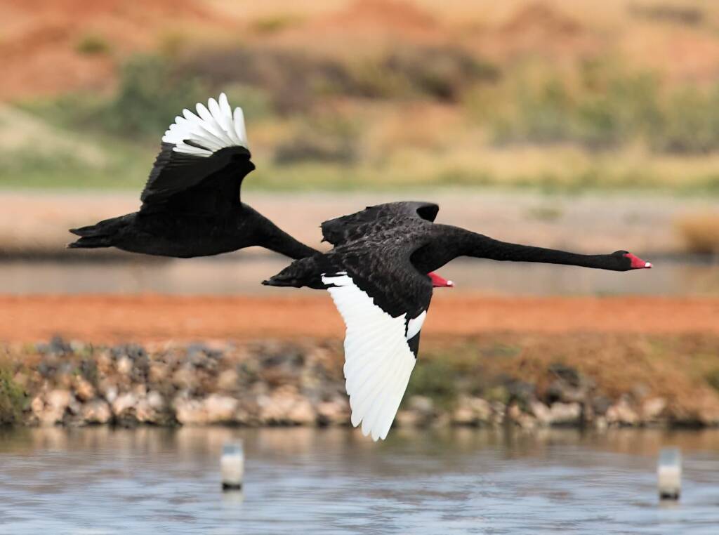 Black Swans (Cygnus atratus), Alice Springs Sewage Ponds