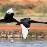 Black Swans (Cygnus atratus), Alice Springs Sewage Ponds