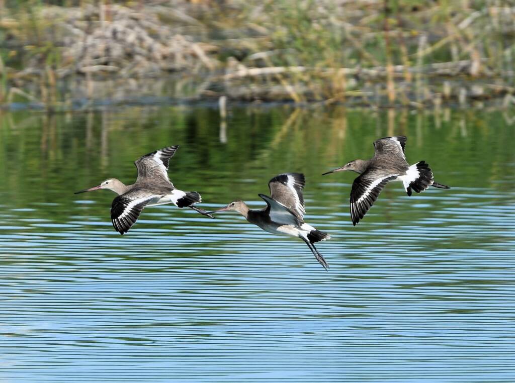 Black-tailed Godwit (Limosa limosa), Alice Springs Sewage Ponds, NT © Dorothy Latimer
