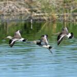 Black-tailed Godwit (Limosa limosa), Alice Springs Sewage Ponds, NT © Dorothy Latimer