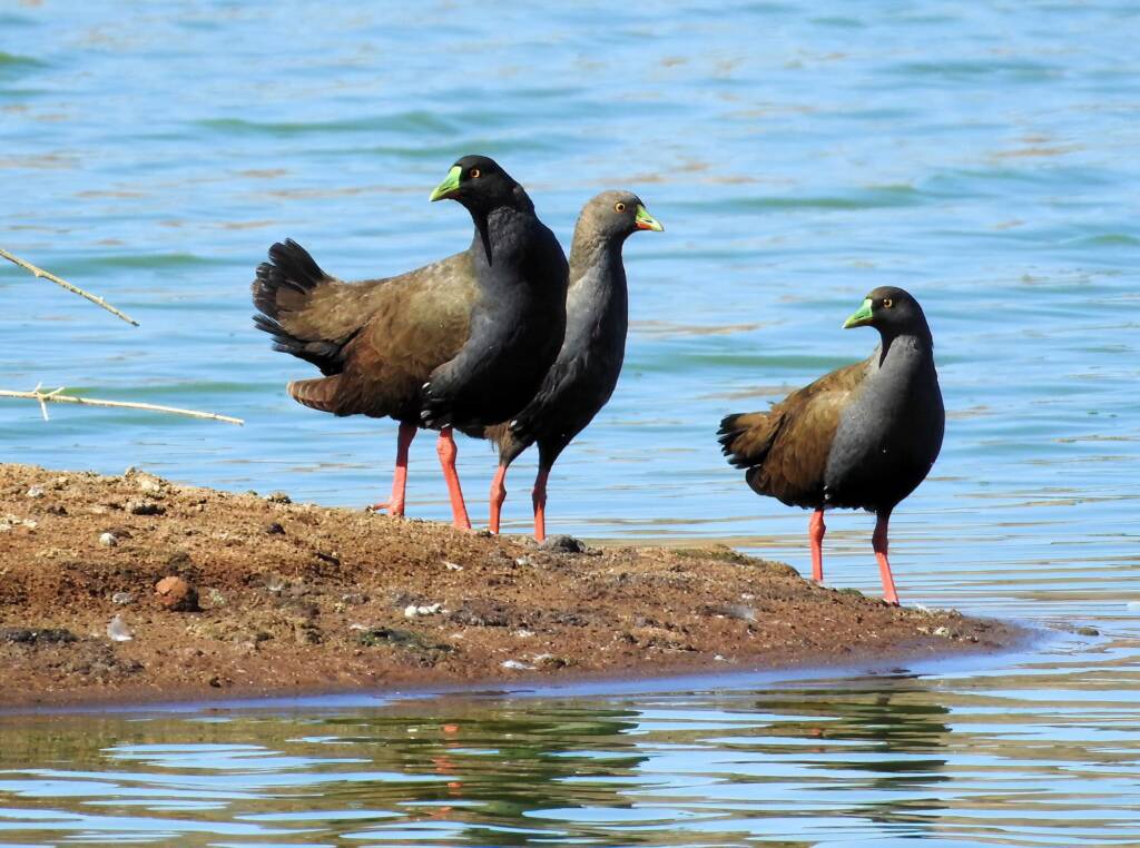 Black-tailed Nativehen (Tribonyx ventralis), Alice Springs Sewage Ponds, NT © Dorothy Latimer