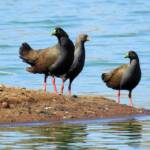 Black-tailed Nativehen (Tribonyx ventralis), Alice Springs Sewage Ponds, NT © Dorothy Latimer