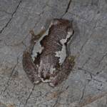 Bleating Tree Frog (Litoria dentata), Southern Downs QLD © Marc Newman