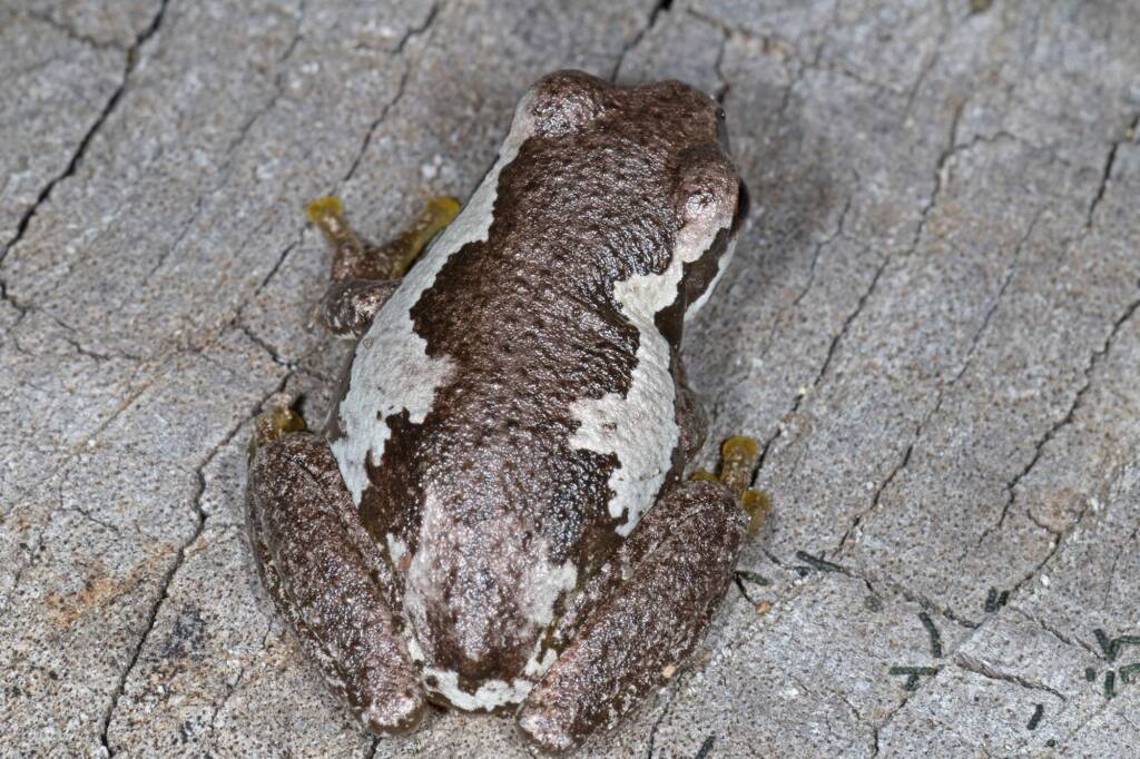 Bleating Tree Frog (Litoria dentata), Southern Downs QLD © Marc Newman