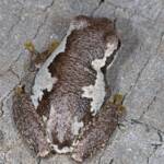 Bleating Tree Frog (Litoria dentata), Southern Downs QLD © Marc Newman