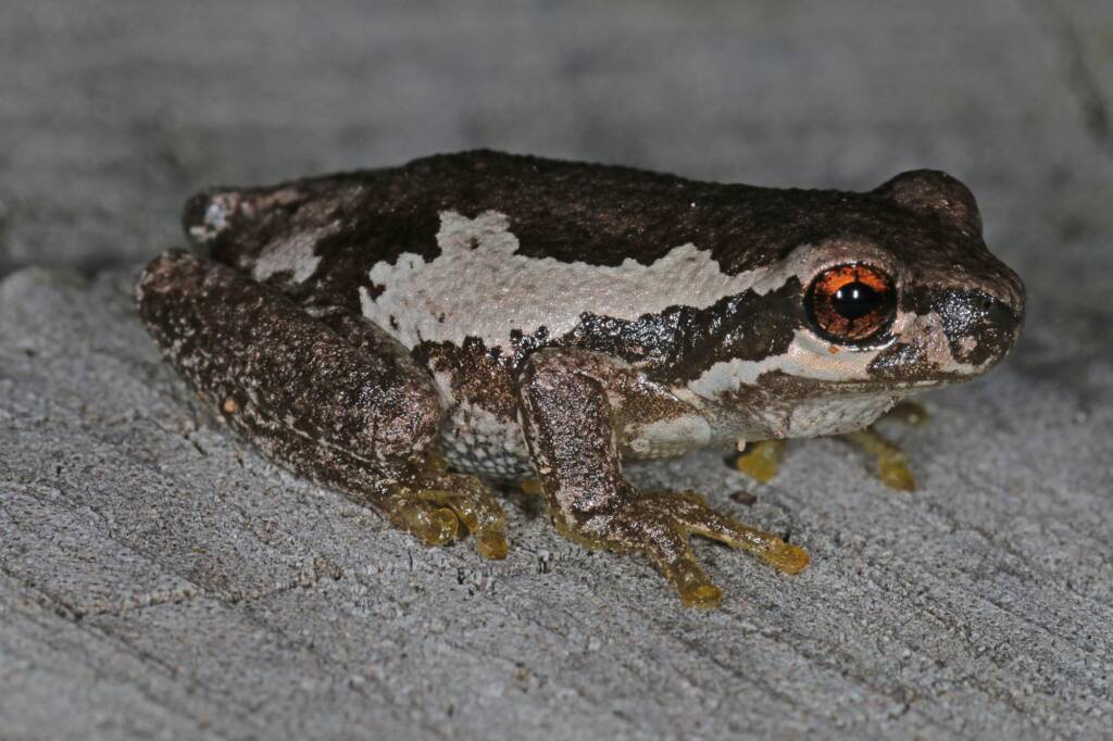 Bleating Tree Frog (Litoria dentata), Southern Downs QLD © Marc Newman