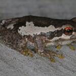 Bleating Tree Frog (Litoria dentata), Southern Downs QLD © Marc Newman