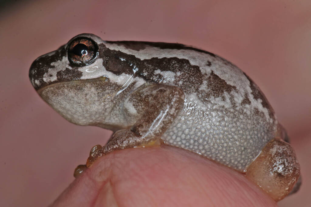Bleating Tree Frog (Litoria dentata), Southern Downs QLD © Marc Newman