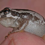 Bleating Tree Frog (Litoria dentata), Southern Downs QLD © Marc Newman