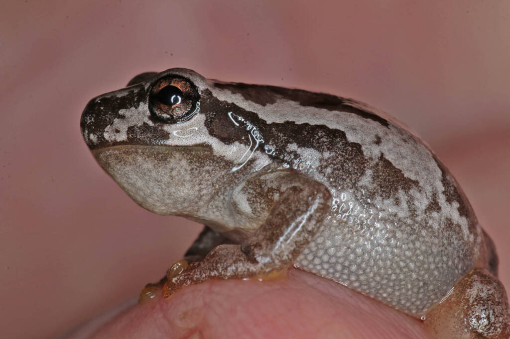 Bleating Tree Frog (Litoria dentata), Southern Downs QLD © Marc Newman