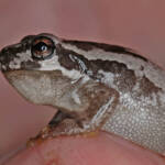 Bleating Tree Frog (Litoria dentata), Southern Downs QLD © Marc Newman