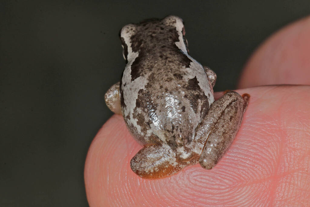 Bleating Tree Frog (Litoria dentata), Southern Downs QLD © Marc Newman
