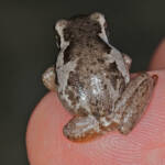 Bleating Tree Frog (Litoria dentata), Southern Downs QLD © Marc Newman