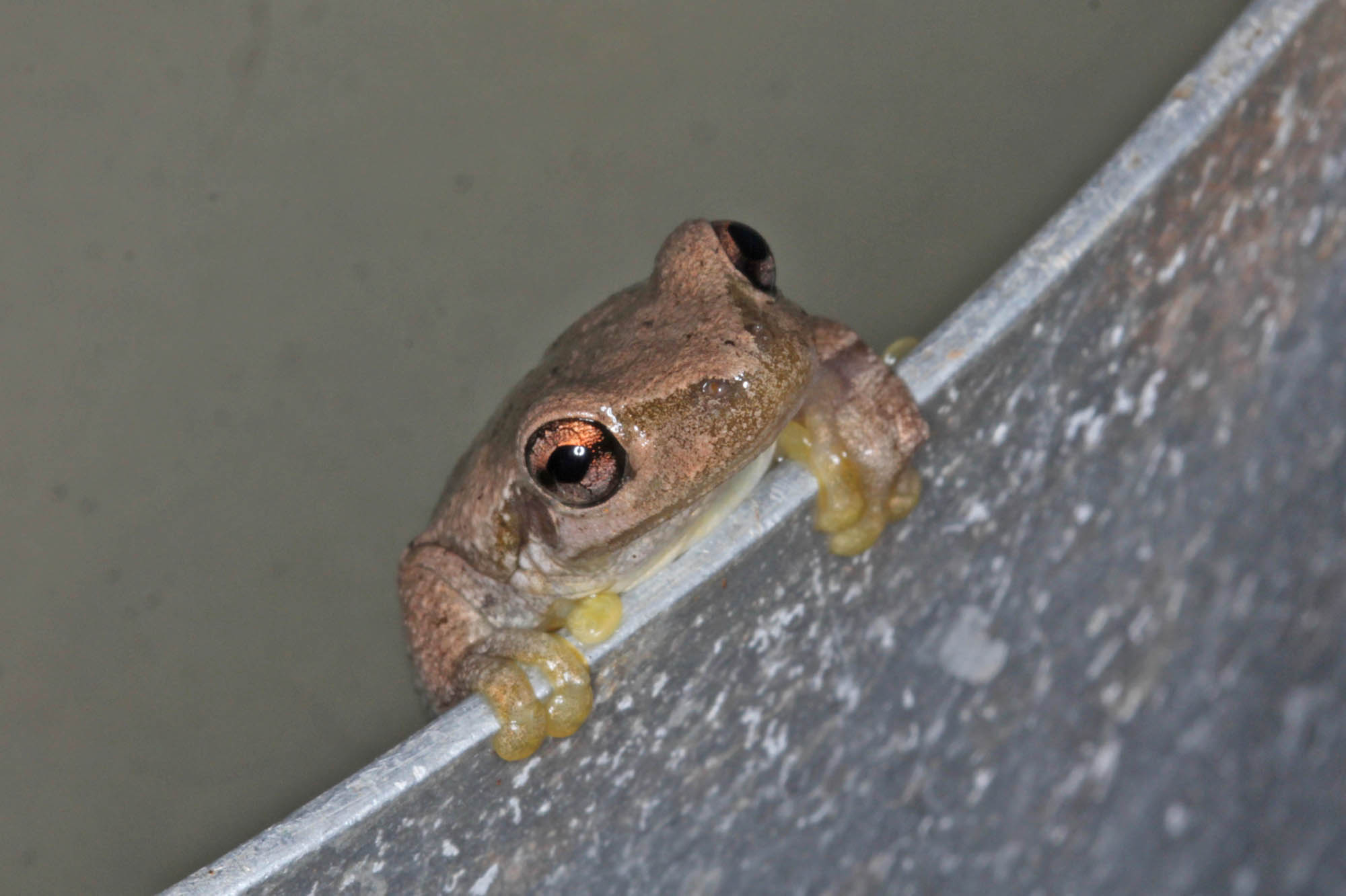 Bleating Tree Frog (Litoria dentata), Southern Downs QLD © Marc Newman