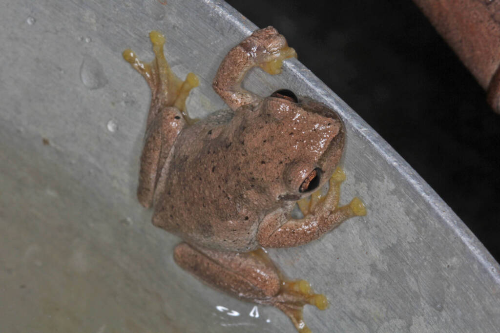Bleating Tree Frog (Litoria dentata), Southern Downs QLD © Marc Newman