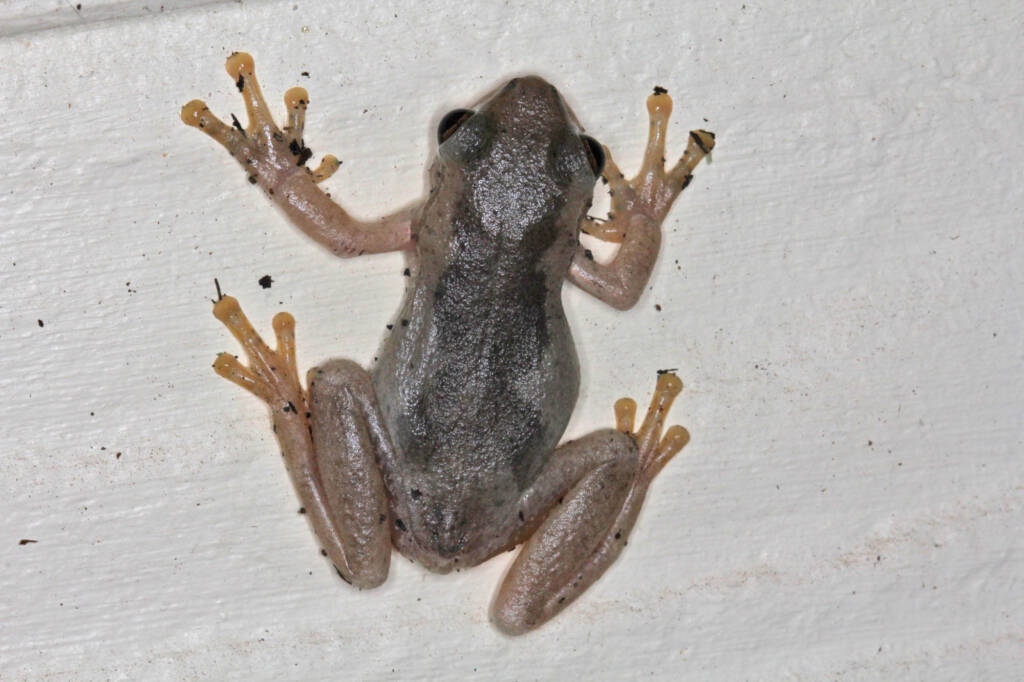 Bleating Tree Frog (Litoria dentata), Southern Downs QLD © Marc Newman