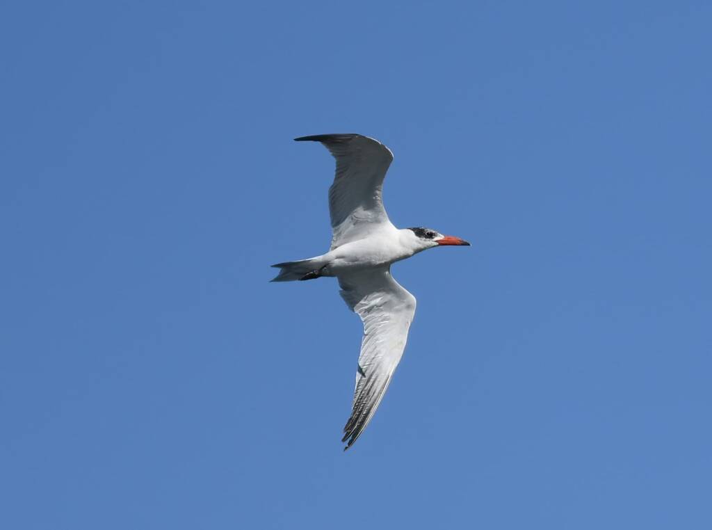 Caspian Tern (Hydroprogne caspia), Alice Springs Sewage Ponds, NT © Dorothy Latimer