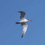 Caspian Tern (Hydroprogne caspia), Alice Springs Sewage Ponds, NT © Dorothy Latimer