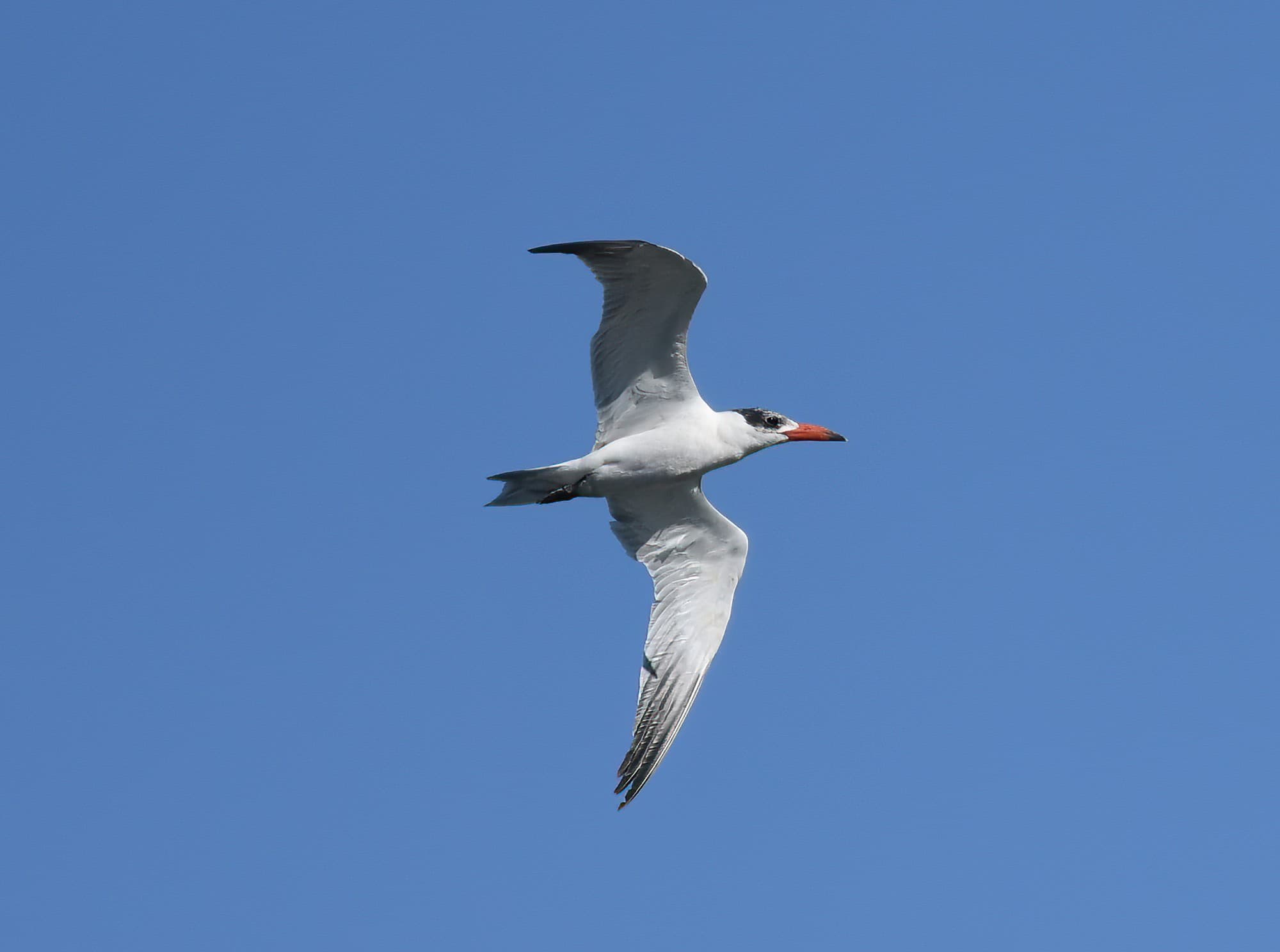 Caspian Tern (Hydroprogne caspia), Alice Springs Sewage Ponds, NT © Dorothy Latimer