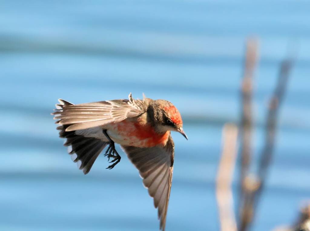 Crimson Chat (Epthianura tricolor), Alice Springs Sewage Ponds, NT © Dorothy Latimer