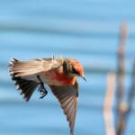 Crimson Chat (Epthianura tricolor), Alice Springs Sewage Ponds, NT © Dorothy Latimer