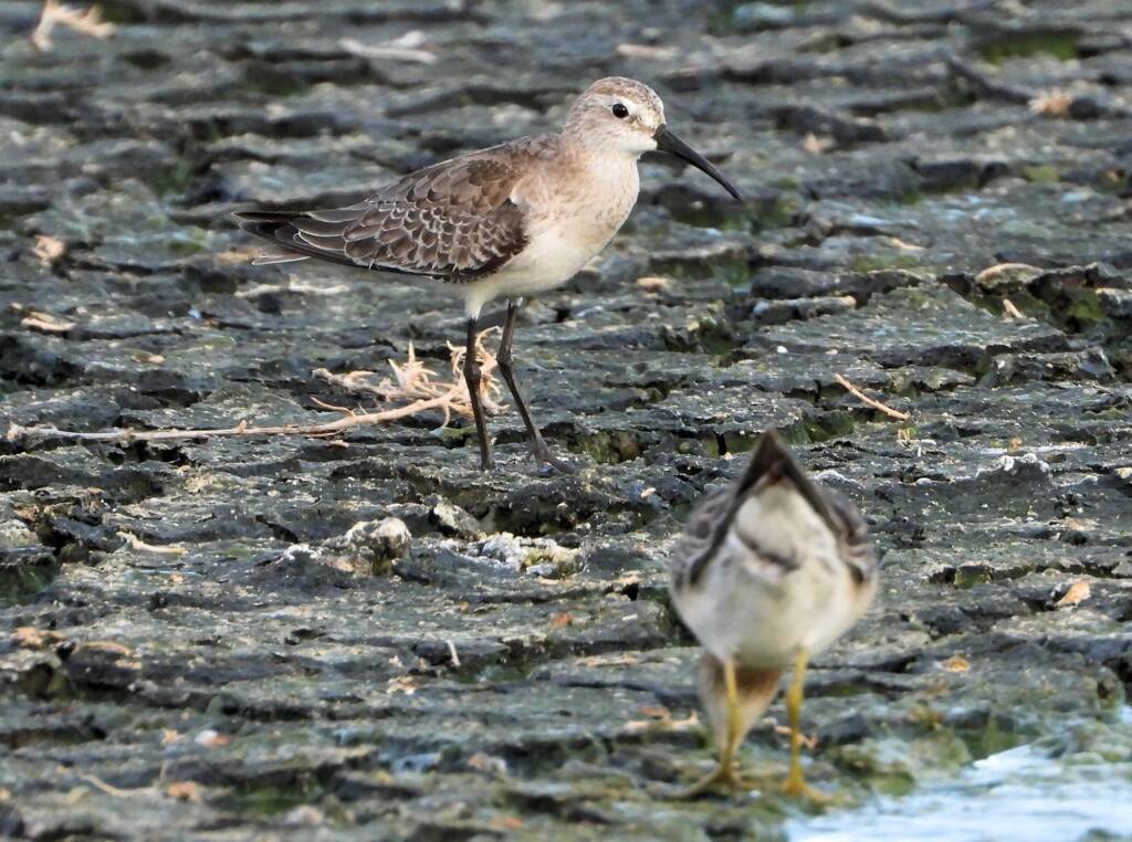 Curlew Sandpiper (Calidris ferruginea), Alice Springs Sewage Ponds, NT © Dorothy Latimer
