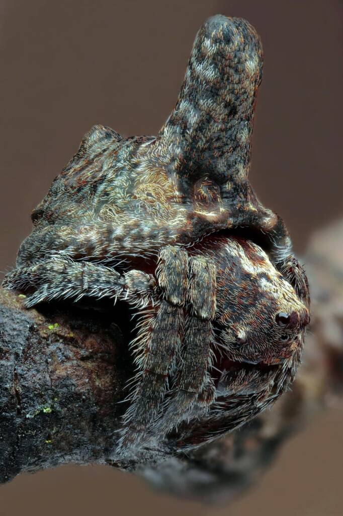 Turreted Wrap-around Spider (Dolophones turrigera), Narara NSW © Michael Doe