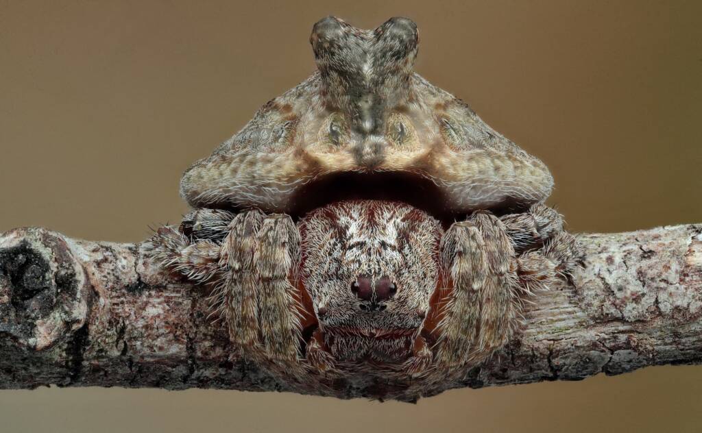 Turreted Wrap-around Spider (Dolophones turrigera), Newcastle NSW © Michael Doe