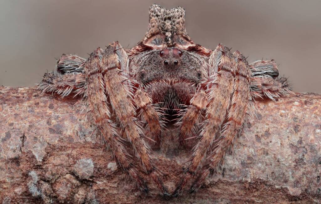 Turreted Wrap-around Spider (Dolophones turrigera), Woy Woy Bay NSW © Michael Doe