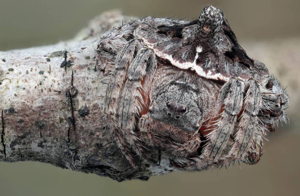 Turreted Wrap-around Spider (Dolophones turrigera), Woy Woy Bay NSW © Michael Doe