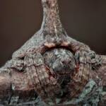 Turreted Wrap-around Spider (Dolophones turrigera), Woy Woy Bay NSW © Michael Doe