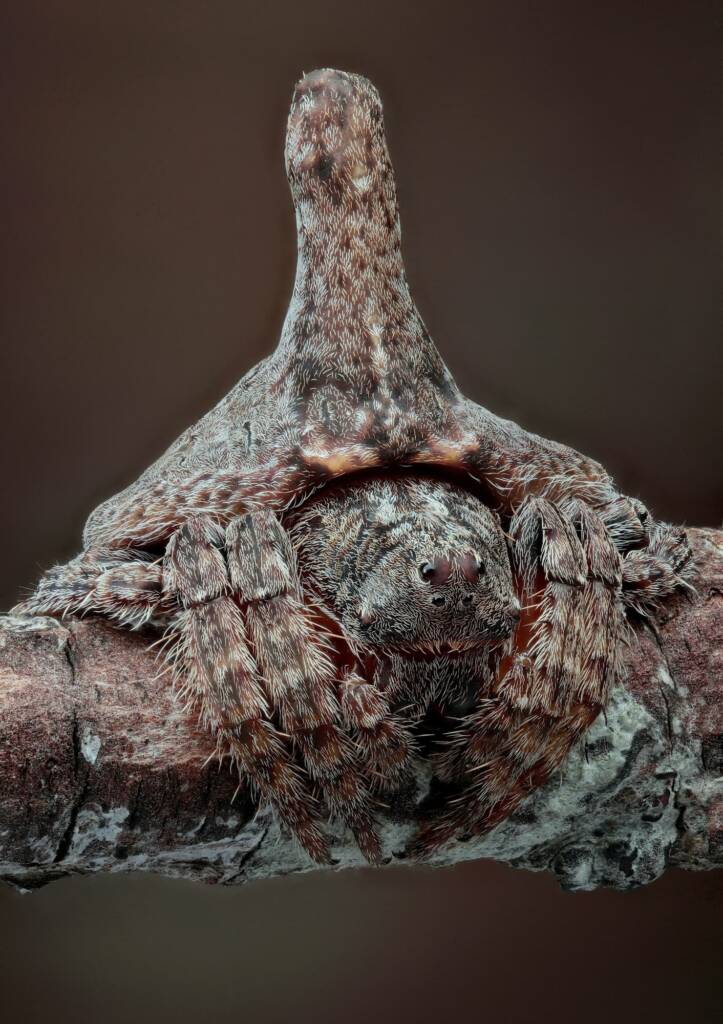 Turreted Wrap-around Spider (Dolophones turrigera), Woy Woy Bay NSW © Michael Doe
