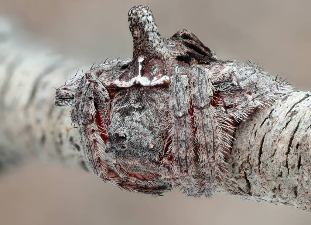 Turreted Wrap-around Spider (Dolophones turrigera), Woy Woy Bay NSW © Michael Doe