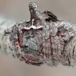 Turreted Wrap-around Spider (Dolophones turrigera), Woy Woy Bay NSW © Michael Doe