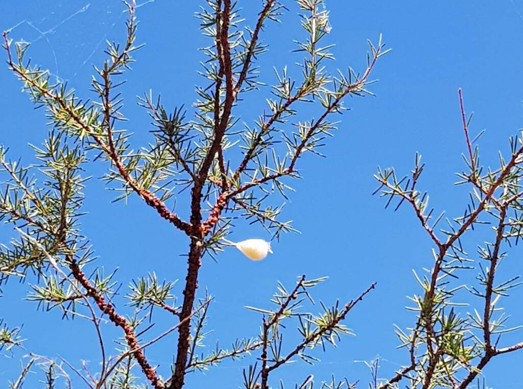 Egg sac of the Australian Golden Orb Weaver Spider (Trichonephila edulis), Olive Pink Botanic Garden, Alice Springs NT