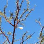 Egg sac of the Australian Golden Orb Weaver Spider (Trichonephila edulis), Olive Pink Botanic Garden, Alice Springs NT