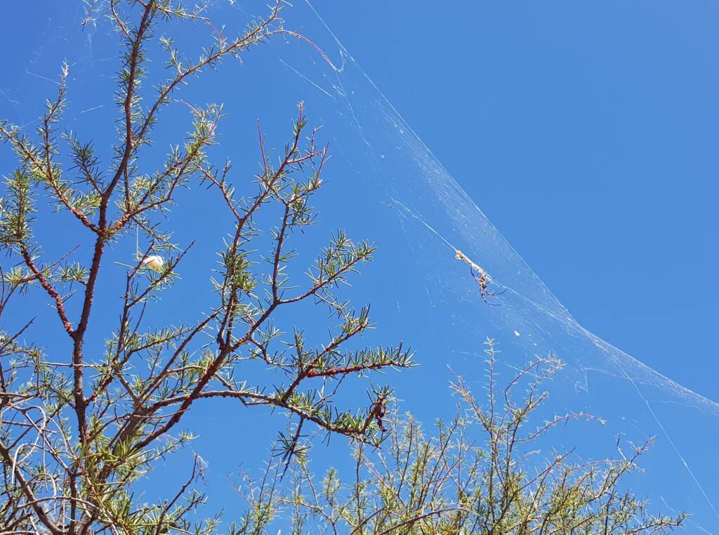 Egg sac of the Australian Golden Orb Weaver Spider (Trichonephila edulis), Olive Pink Botanic Garden, Alice Springs NT
