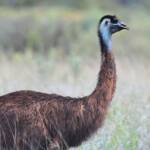 Emu (Dromaius novaehollandiae), Alice Springs Sewage Ponds, NT © Dorothy Latimer