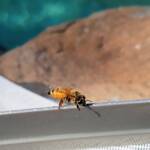 European Honey Bee (Apis mellifera), Alice Springs NT