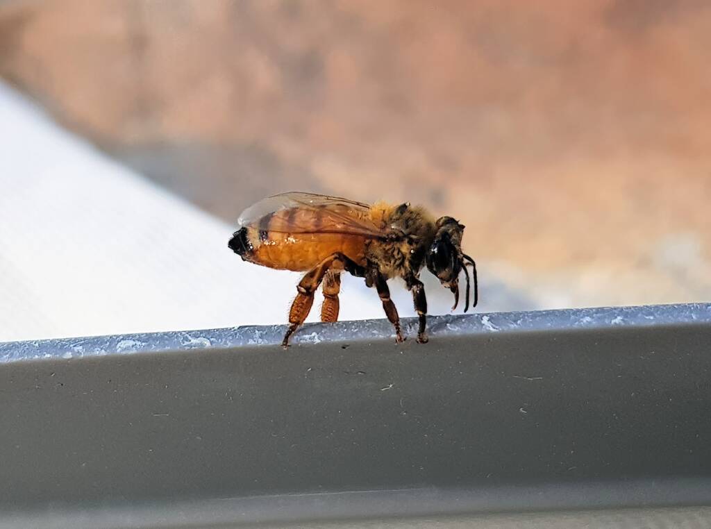European Honey Bee (Apis mellifera), Alice Springs NT