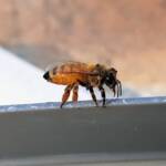 European Honey Bee (Apis mellifera), Alice Springs NT