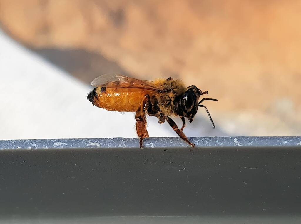 European Honey Bee (Apis mellifera), Alice Springs NT