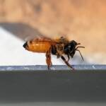 European Honey Bee (Apis mellifera), Alice Springs NT