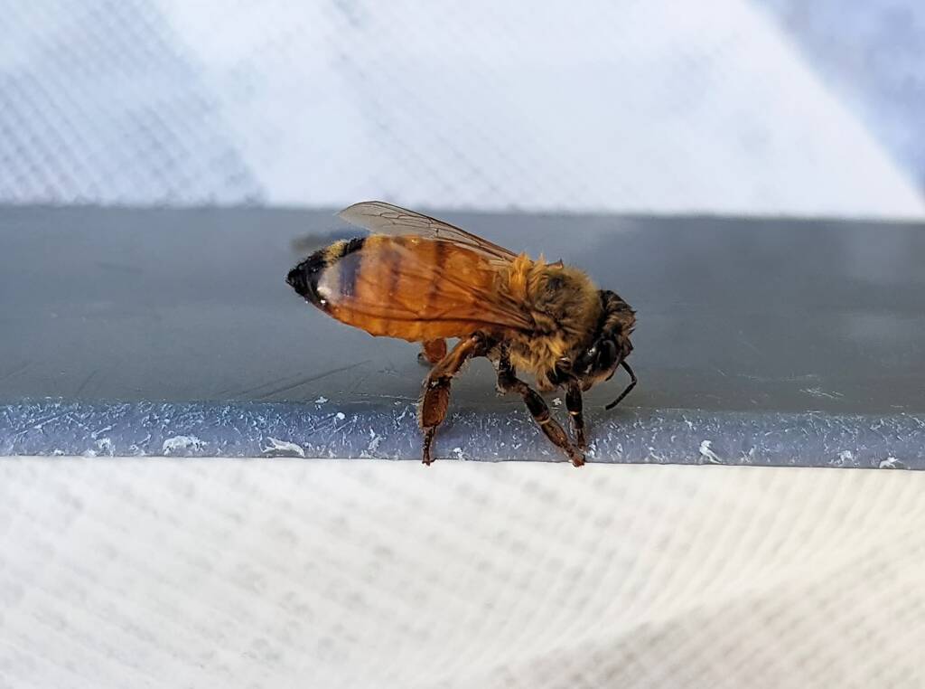 European Honey Bee (Apis mellifera), Alice Springs NT