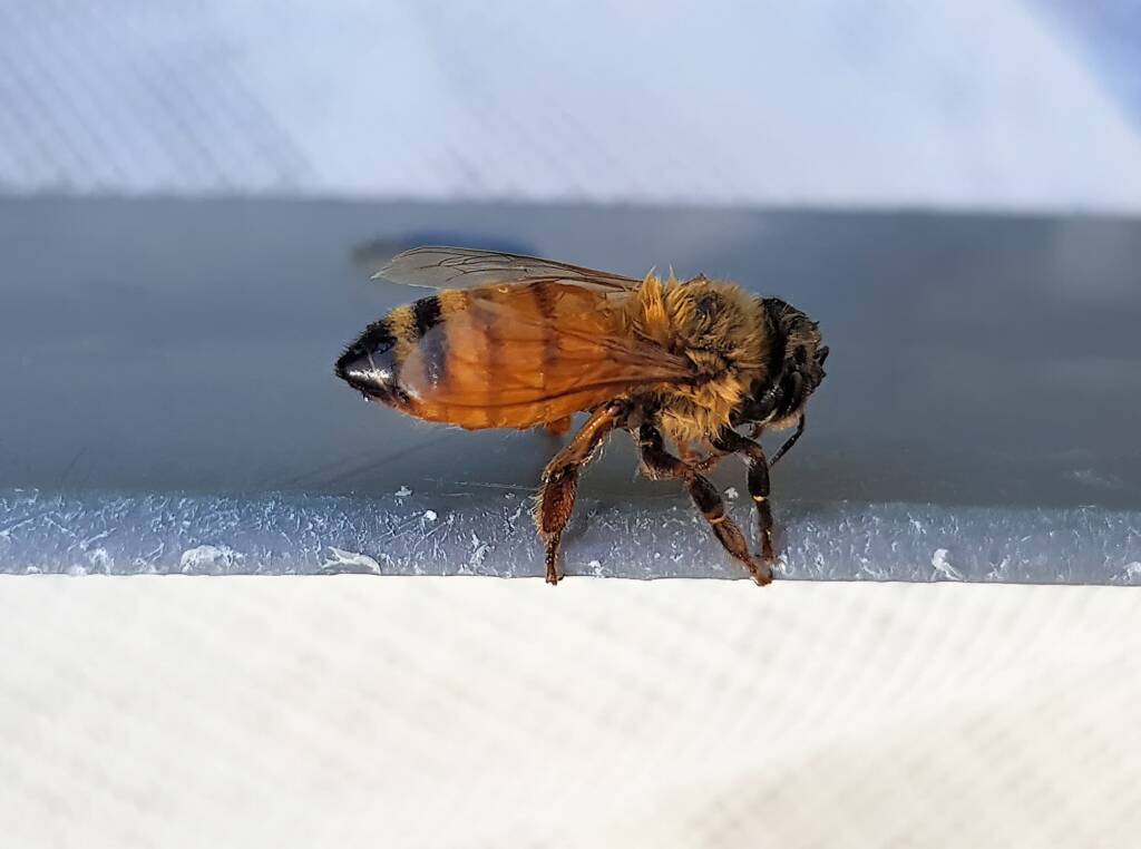 European Honey Bee (Apis mellifera), Alice Springs NT