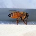 European Honey Bee (Apis mellifera), Alice Springs NT