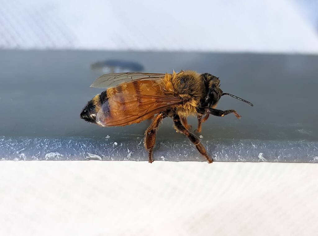 European Honey Bee (Apis mellifera), Alice Springs NT