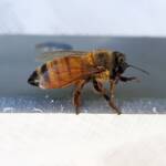 European Honey Bee (Apis mellifera), Alice Springs NT