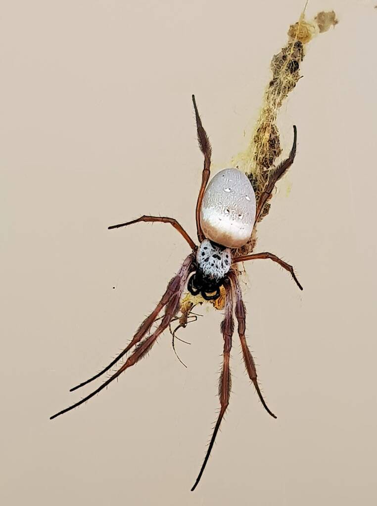Male and female Australian Golden Orb Weaver Spider (Trichonephila edulis), Alice Springs NT